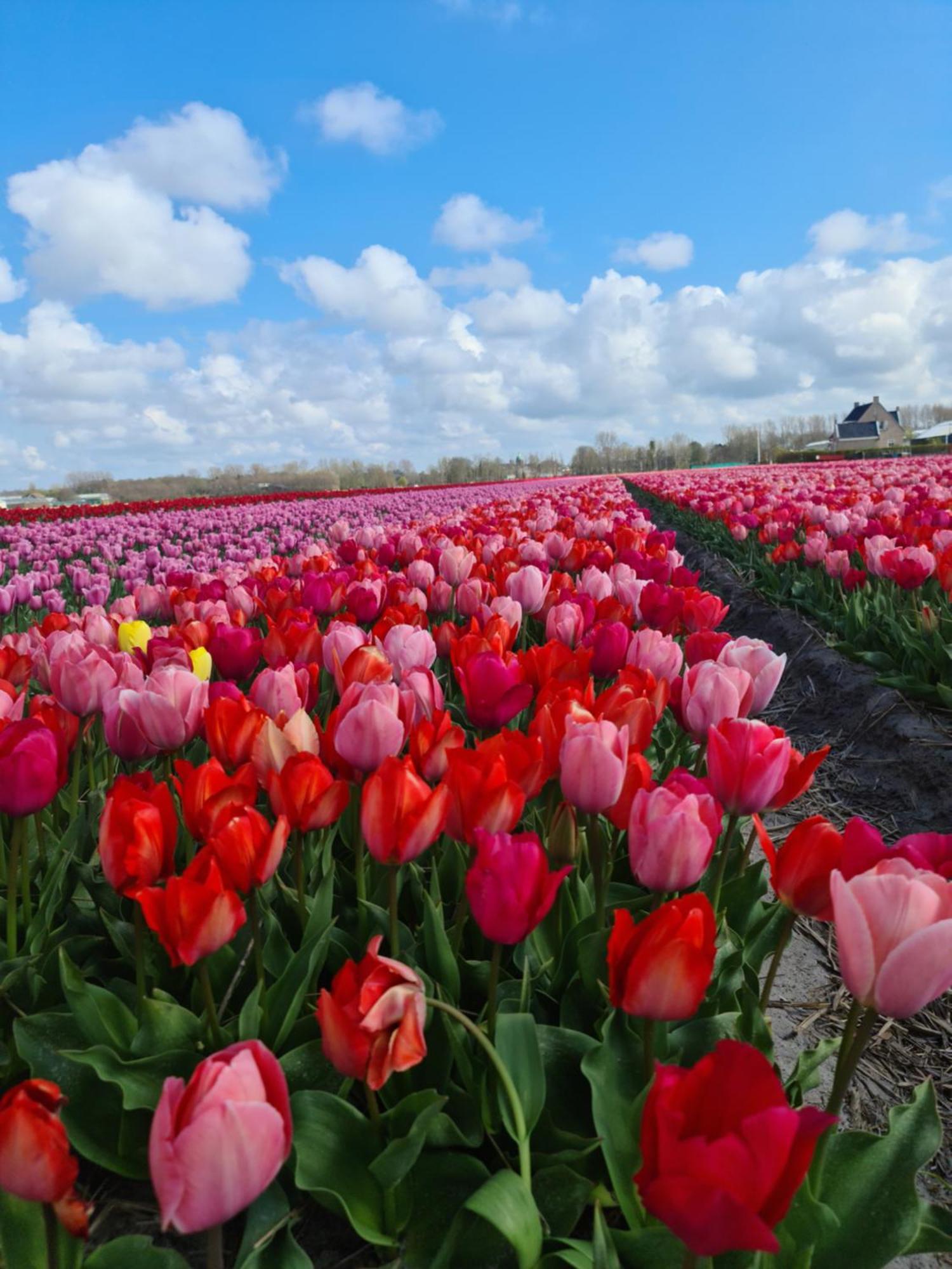 Tamar 2 Bed & Breakfast Katwijk aan Zee Room photo